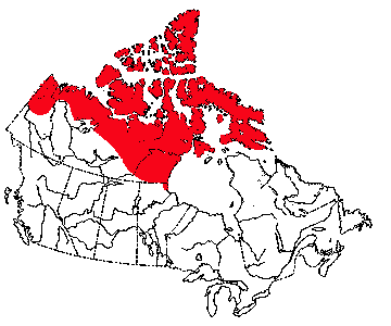 Map of Collared Lemming in Canada