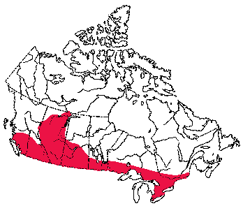 Map of Big Brown Bat in Canada