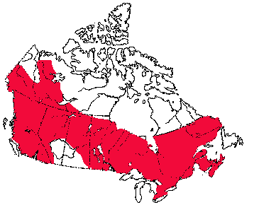 Map of Northern Flying Squirrel in Canada