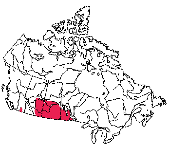 Map of White-Tailed Jack Rabbit in Canada