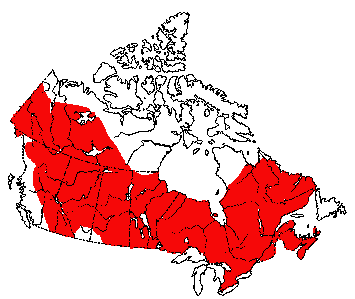 Map of Pigmy Shrew in Canada