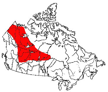 Map of Chestnut-Cheeked Vole in Canada