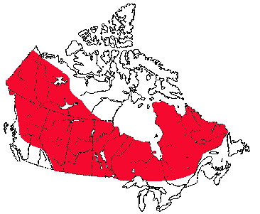 Map of Least Weasel in Canada