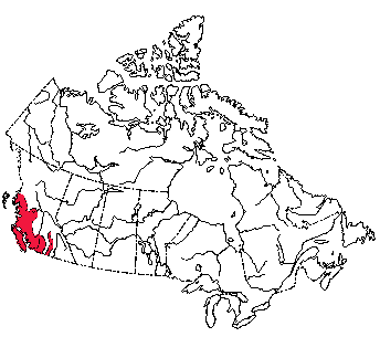 Map of California Bat in Canada