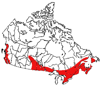 Map of Keen's Bat in Canada