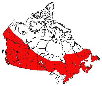 Map of Little Brown Bat in Canada