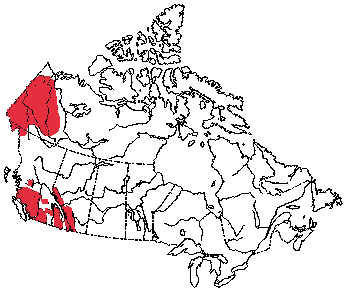 Map of American Pika in Canada