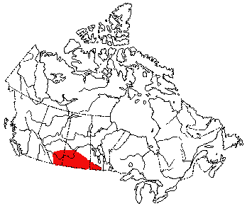 Map of Northern Grasshopper Mouse in Canada