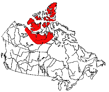 Map of Muskox in Canada
