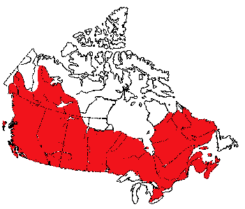 Map of Deer Mouse in Canada