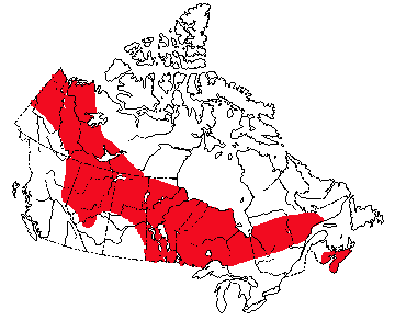 Map of Arctic Shrew in Canada