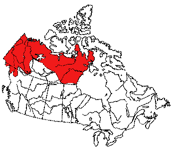 Map of Arctic Ground Squirrel in Canada