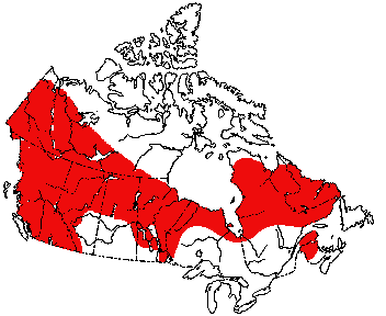 Map of Northern Bog Lemming in Canada