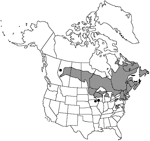 Map of Balsam fir in Canada