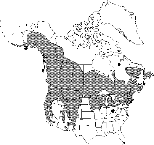 Map of <i>Actaea rubra</i> in Canada