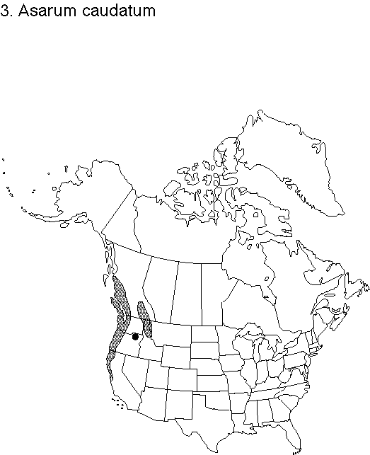 Map of <i>Asarum caudatum</i> in Canada