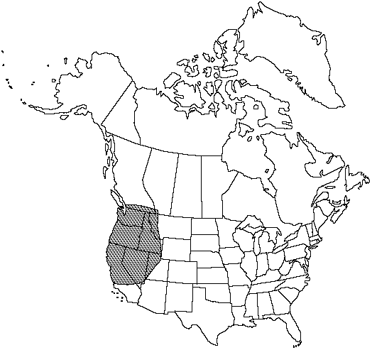 Map of Lace fern in Canada
