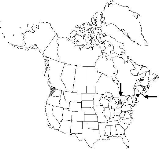 Map of Traveler's joy, old man's beard in Canada