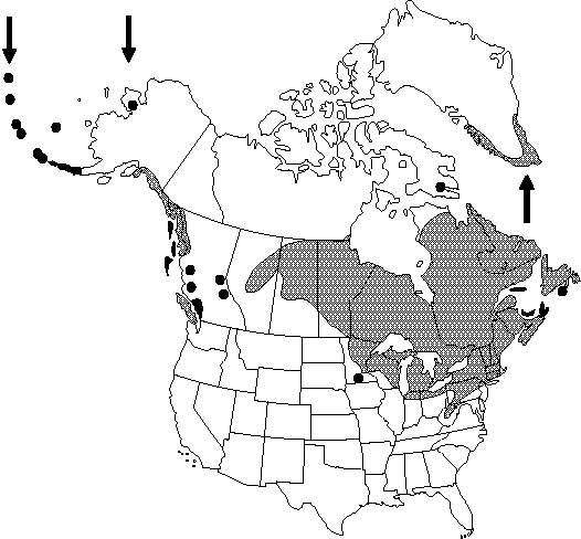 Map of Goldthread, goldenroot, yellow snakeroot, savoyana in Canada