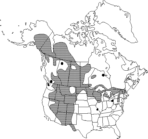 Map of <i>Corydalis aurea aurea </i> in Canada