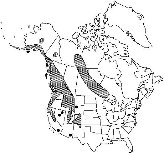 Map of American parsley fern in Canada