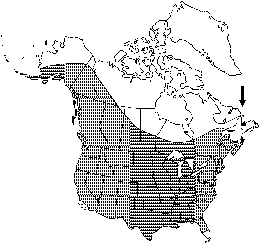 Map of <i>Equisetum hyemale affine</i> in Canada