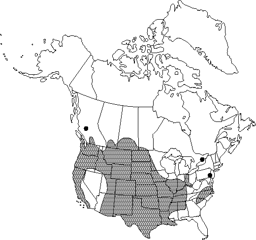 Map of <i>Myosurus minimus</i> in Canada