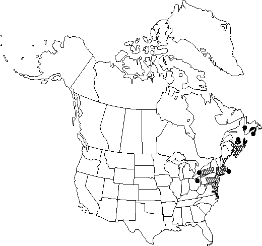Map of Northern bayberry, waxberry, tallow bayberry, small waxberry, tallowshrub, swamp in Canada