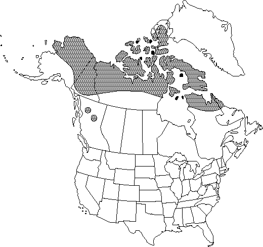 Map of <i>Papaver lapponicum</i> in Canada