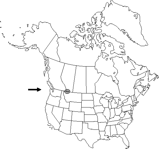Map of <i>Papaver pygmaeum </i> in Canada