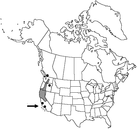Map of <i>Polystichum imbricans imbricans</i> in Canada