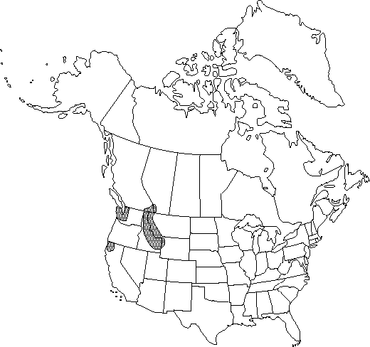 Map of <i>Ranunculus eschscholtzii suksdorfii</i> in Canada