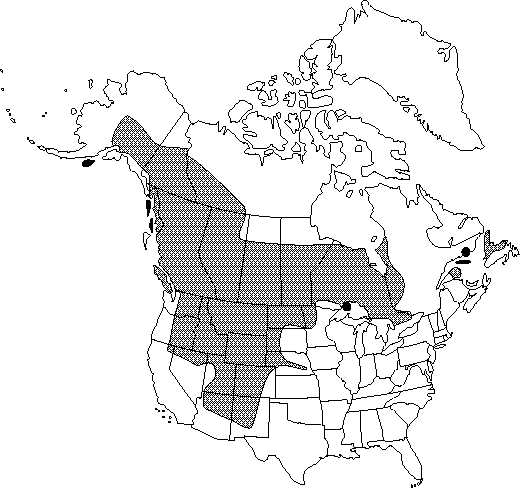 Map of <i>Ranunculus macounii </i> in Canada