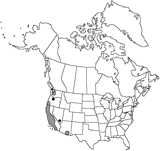 Map of Giant chain fern in Canada