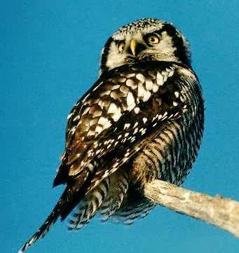 Northern Hawk Owl. Photo:Peter Mirejovsky