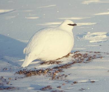 Photo:David R. Gray, Canadian Museum of Nature