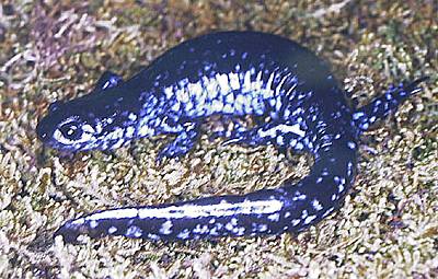 Blue-spotted Salamander. Photo:John Mitchell