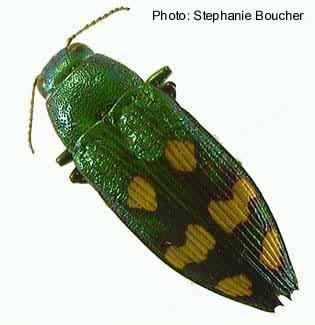 Eastern metallic green wood borer (Buprestis fasciata). Photo:Stephanie Boucher