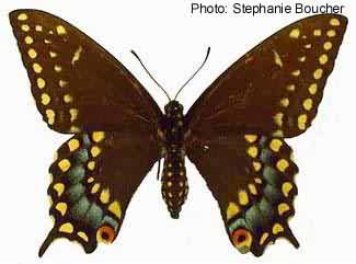 Eastern black swallowtail (Papilio polyxenes). Photo:Stephanie Boucher