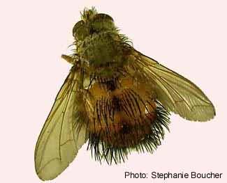 Bombyliopsis abrupta. Photo:Stephanie Boucher