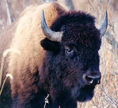 American Bison or Buffalo. Photo:Peter Mirejovsky