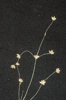 Juncus subcaudatus. Photo: © USDA, NRCS, 1997 - Northeastern Wetlands Flora @PLANTS