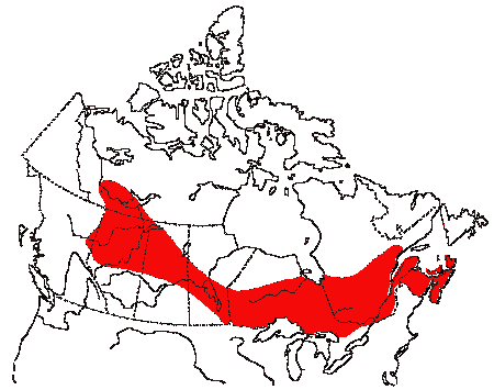 Map of Cape May Warbler in Canada