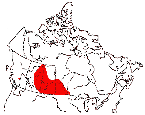 Map of American White Pelican in Canada