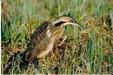 American Bittern. Photo:Peter Mirejovsky
