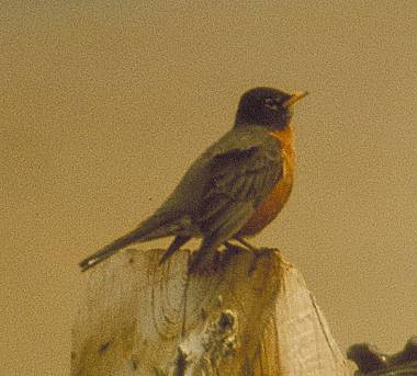 Photo:Donald R. Gunn, Canadian Museum of Nature
