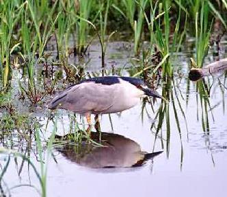 Black-crowned Night Heron. Photo:Peter Mirejovsky