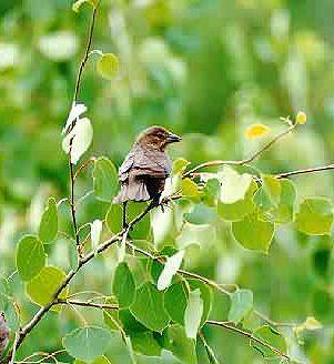 Brown-headed Cowbird. Photo:Peter Mirejovsky