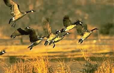 Photo: Wyman Meinzer, USFWS