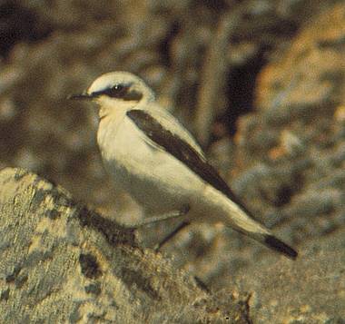 Photo:Donald R. Gunn, Canadian Museum of Nature
